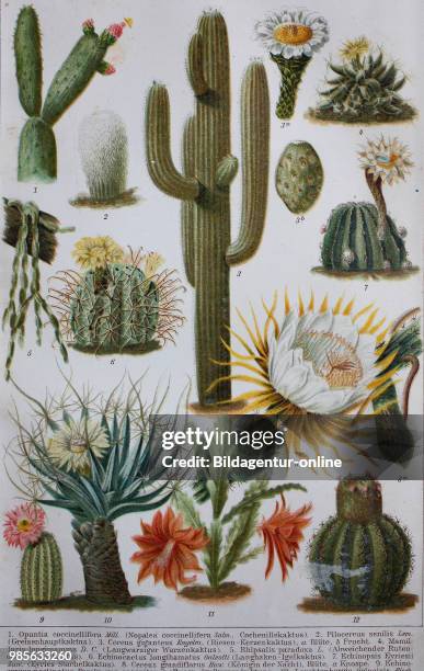Historical images of various cactus plants.