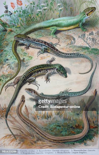 Historical image of various lizards: Lacerta viridis, Lacerta stirpium, Lacerta muralis, Lacerta vivipara, Anguis fragilis, digital improved...