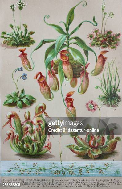 Historical image of various Insectivorous Plants: Dionaea muscipuka, Drosera rundifolia, Nepenthes mastersiana, Pinguicula vulgars, Drosophyllum...