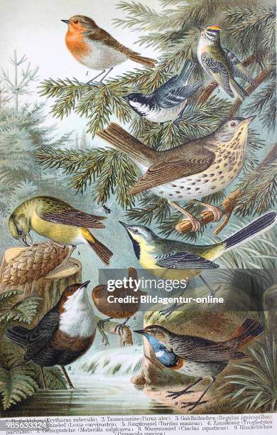 Historical image of various songbirds: Erythacus rubecula, Parus ater, Regulus ignicapillus, Loxia curvirostra, Turdus musicus, Troglodytes parvulus,...