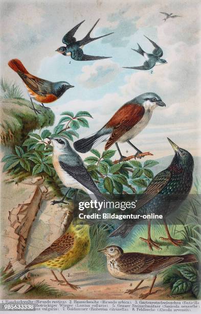 Historical image of various songbirds: Hirundo rustica, Hirundo urbica, Ruticilla phoenicurus, Lanius collurio, Saxicola oenanthe, sturnus vulgaris,...