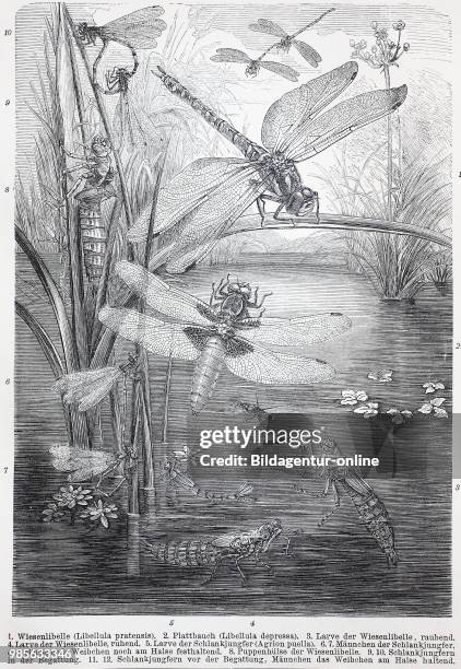 Historical image of various dragon fly, odonata, damselfly: Libellula pretensis, Libellula depressa, Agrion puella, digital improved reproduction of...