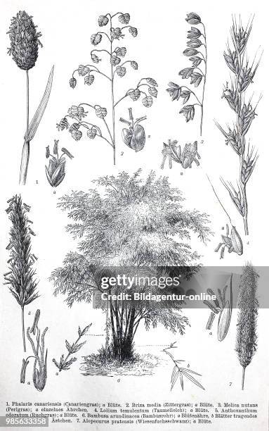 Historical image of various Poaceae or Gramineae, a large and nearly ubiquitous family of monocotyledonous flowering plants known as grasses:...