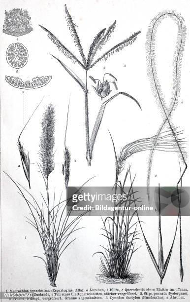 Historical image of various Poaceae or Gramineae, a large and nearly ubiquitous family of monocotyledonous flowering plants known as grasses:...