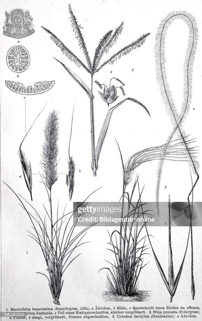 Historical image of various Poaceae or Gramineae