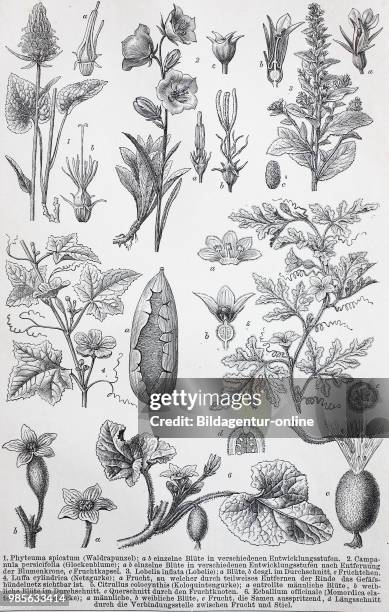 Historical image of various types Campanula, one of several genera in the family Campanulaceae with the common name bellflower: Phyteuma spicatun,...