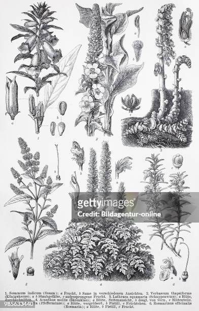Historical image of various of the dicotyledons, also known as dicots: Sesamum, Verbascum, Lathraea squamaria, Acanthus mollis, Mentha piperita,...