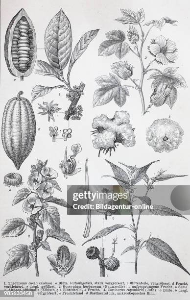 Historical images of various Malvaceae, or the mallows, is a family of flowering plants: Theobroma cacao, Gossypium herbaceum, Althaea officnalis,...