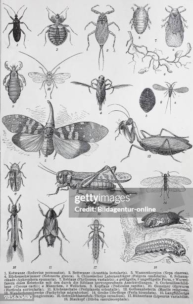 Historical images of various insects: Reduvius personatus, acanthia lectularia, Nepa cinerea, Notonecta glauca, Fulgora candelaria, Aphrophora...