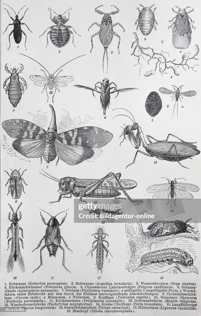 Historical images of various insects