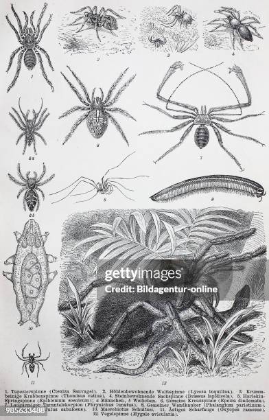 Historical images of various Arachnids and Myriapoda, digital improved reproduction of an original print from the 19th century.