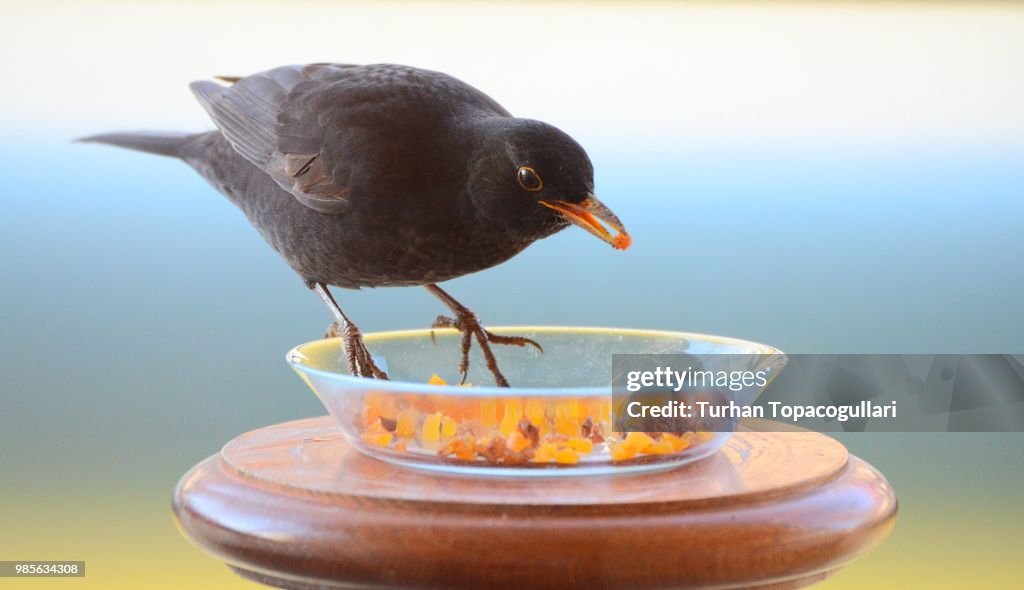 The guest on my balkony