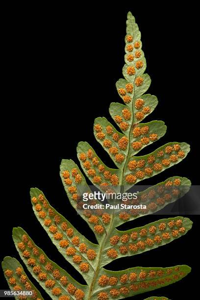 polypodium vulgare (common polypody) - sori (sporangia, spores) on a fertile leaf (frond) - polypodiaceae stock pictures, royalty-free photos & images