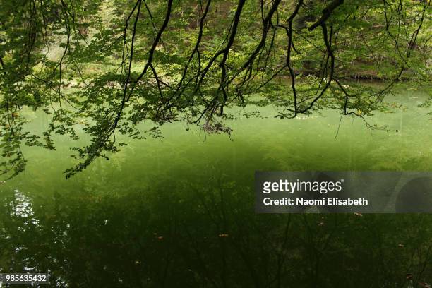 green water naomi elisabeth - naomi woods stock-fotos und bilder
