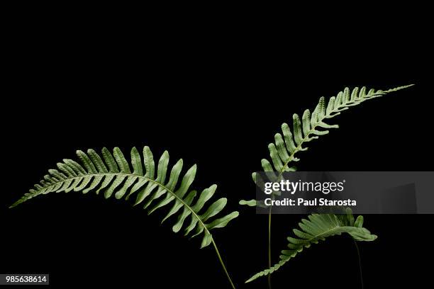 polypodium vulgare (common polypody) - polypodiaceae stock pictures, royalty-free photos & images
