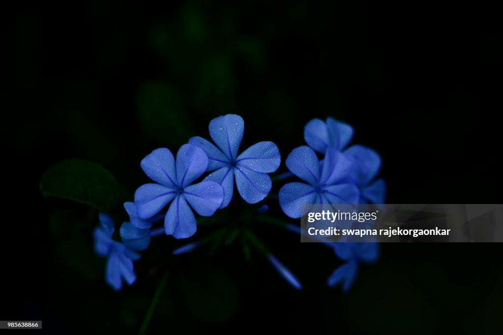 Delicate Blue