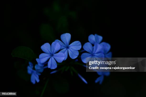 delicate blue - plumbago stock pictures, royalty-free photos & images