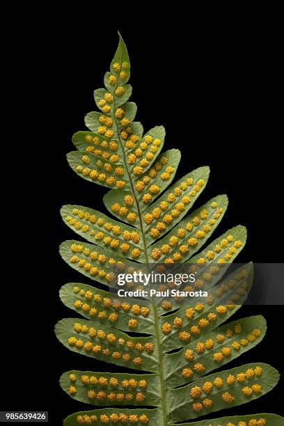 polypodium vulgare (common polypody) - sori (sporangia, spores) on a fertile leaf (frond) - esporângio imagens e fotografias de stock