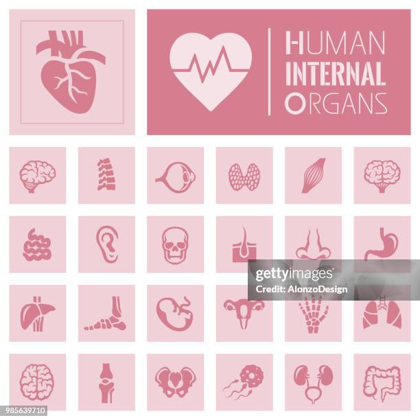 menschliche innere organ symbole - human embryo stock-grafiken, -clipart, -cartoons und -symbole