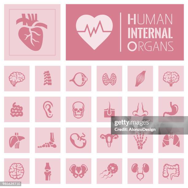 ilustrações de stock, clip art, desenhos animados e ícones de human internal organ icons - intestino grosso humano