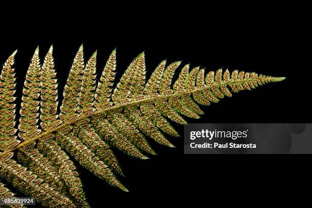 polystichum setiferum (soft shield fern, bristle holly fern) - sori (sporangia, spores) on a fertile leaf (frond) - esporângio imagens e fotografias de stock