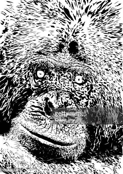 chimpanzee looking directly to the camera - animal hand stock illustrations