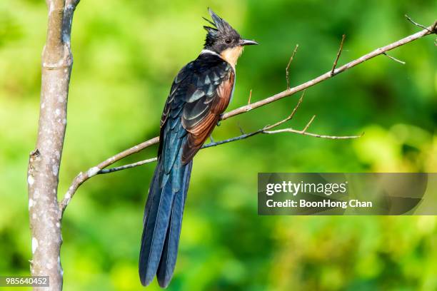 chestnut winged cuckoo (clamator coromandus) - clamator stock-fotos und bilder