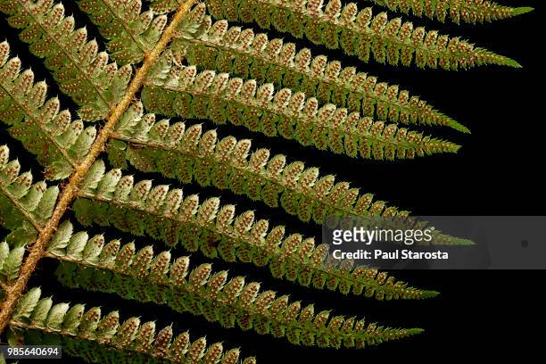 polystichum setiferum (soft shield fern, bristle holly fern) - sori (sporangia, spores) on a fertile leaf (frond) - esporângio imagens e fotografias de stock