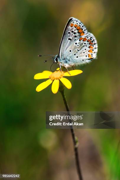 butterfly - akan stock-fotos und bilder