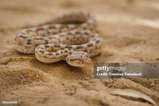 a sahara horned viper in the sand. - vipera foto e immagini stock