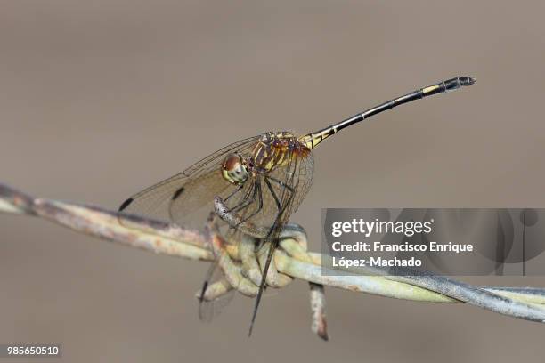 libellulidae: dythemis sterilis - libellulidae stock pictures, royalty-free photos & images