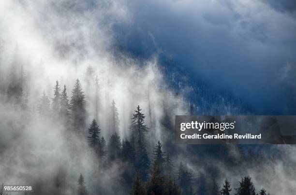 foret dans la brume - foret stock pictures, royalty-free photos & images