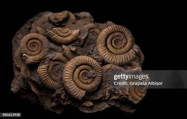 time - ammonite stock pictures, royalty-free photos & images