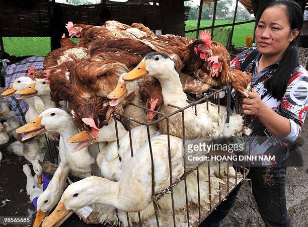 Poultry trader holds a cage of live chickens and ducks at a poultry market in the suburbs of Hanoi on April 20, 2010. Health and agricultural experts...