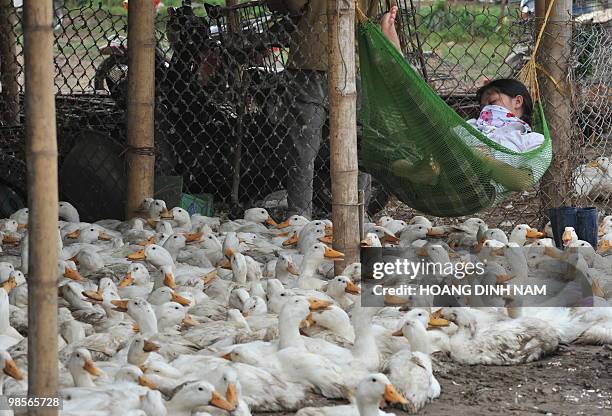 Poultry trader sleeps in a hammock over ducks at her stall in a market in the suburbs of Hanoi on April 20, 2010. Health and agricultural experts and...