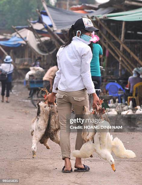 Poultry trader carries ducks at a poultry market in the suburbs of Hanoi on April 20, 2010. Health and agricultural experts and officials from nearly...