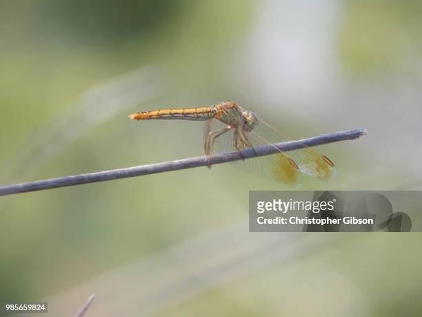 dragonfly - christopher gibson stock pictures, royalty-free photos & images