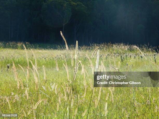 wild fields - christopher gibson stock pictures, royalty-free photos & images