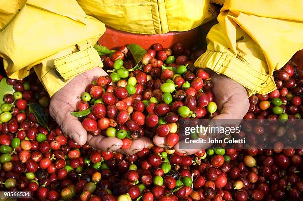 arabica coffee cherries - costa rica coffee stock pictures, royalty-free photos & images