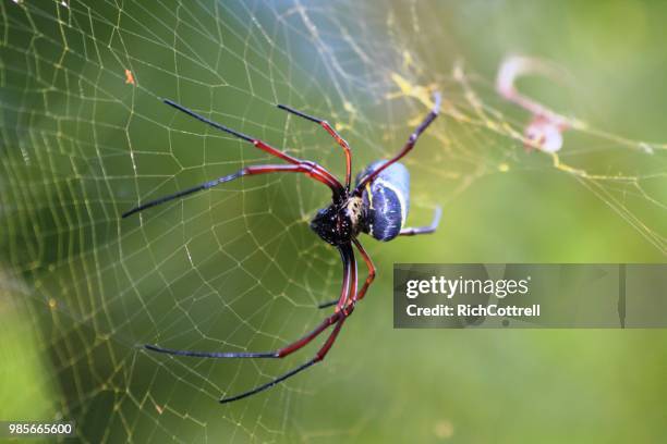 Sitting Pretty High-Res Stock Photo