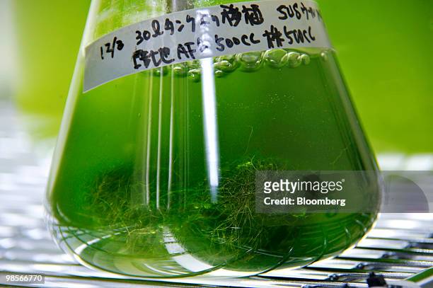 Algae is contained in a beaker at the laboratory of Makoto Watanabe, professor of the graduate school of Life and Environmental Sciences at...