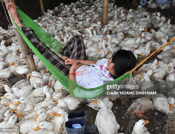 Poultry trader sleeps in a hammock over ducks at her stall in a market in the suburbs of Hanoi on April 20, 2010. Health and agricultural experts and...