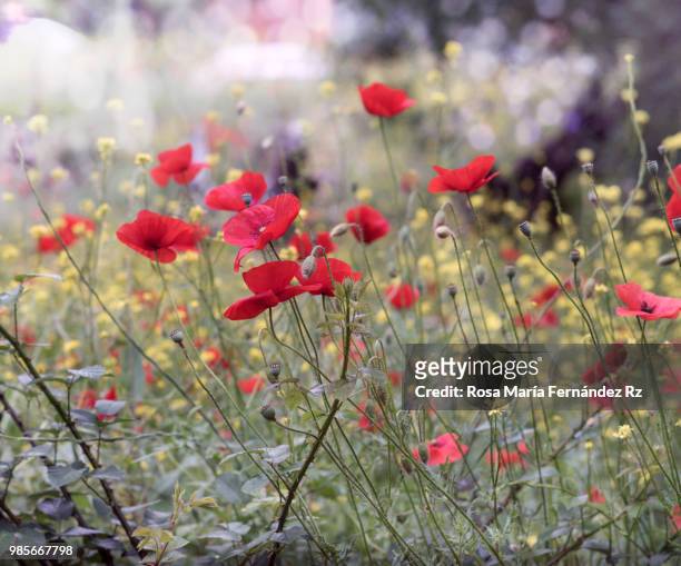 summer wildflower meadow. selective focus - rz stock pictures, royalty-free photos & images