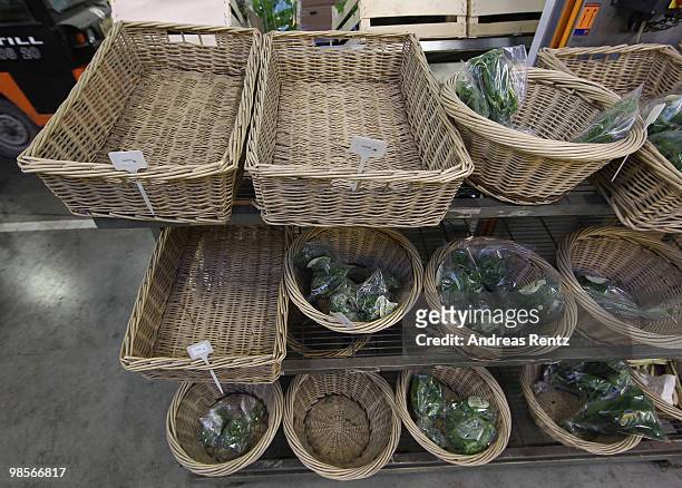 Empty baskets of coriander and basil herbage are pictured at the central market on April 20, 2010 in Berlin, Germany. Imports of foreign foods such...