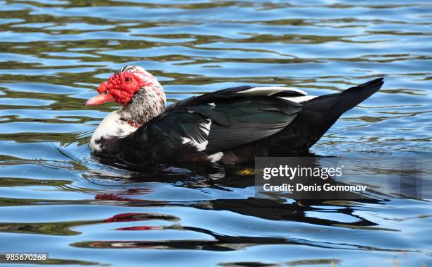 muscovy duck - aythyinae stock pictures, royalty-free photos & images