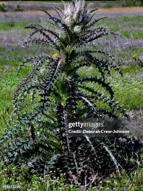 Netilda Tree Nettle Tree Photos and Premium High Res Pictures - Getty Images