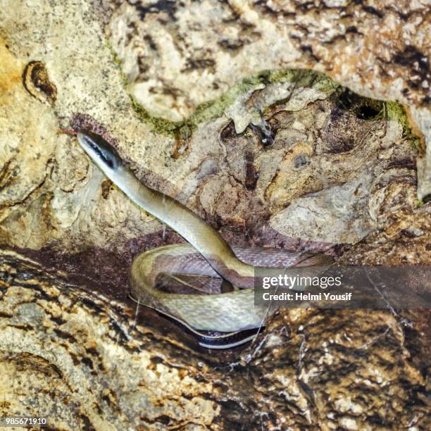 cave photography session - squamata stock pictures, royalty-free photos & images