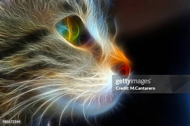 gato electrico - agua estancada fotografías e imágenes de stock