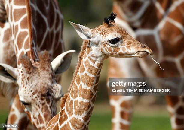 Young male giraffe named Carlo takes his first walk around their outdoor enclosure with his parents at the zoo in the southern German city of...