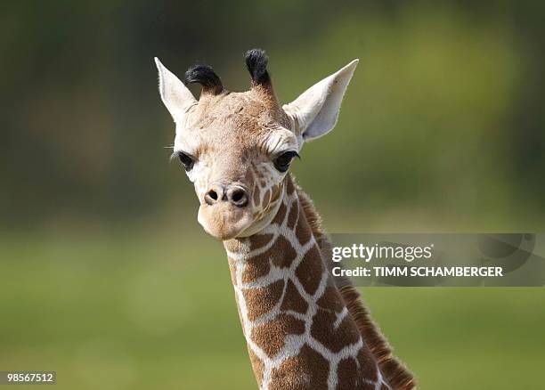 Young male giraffe named Carlo takes his first walk around their outdoor enclosure with his parents at the zoo in the southern German city of...